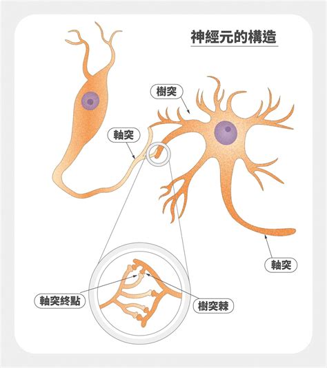 神經細胞形狀|神經元細胞:說明,神經元分類,細胞結構,組成結構,樹突,軸突,